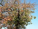 Campagna in autunno 3237.Pere